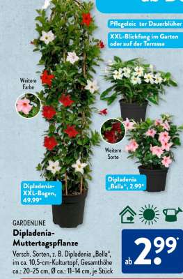 GARDENLINE Dipladenia-Muttertagspflanze
