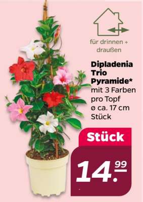 Dipladenia Trio Pyramide