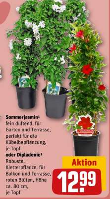Sommerjasmin oder Dipladenie