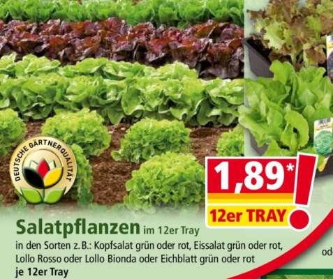 Salatpflanzen