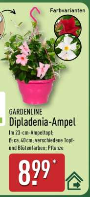 GARDENLINE Dipladenia-Ampel
