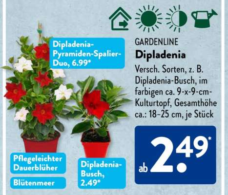 GARDENLINE Dipladenia-