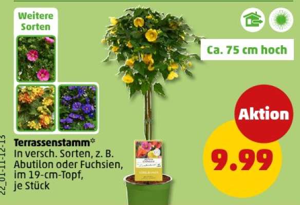 Terrassenstamm