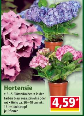 Hortensie