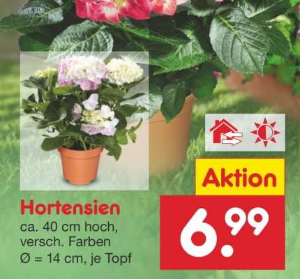 Hortensien