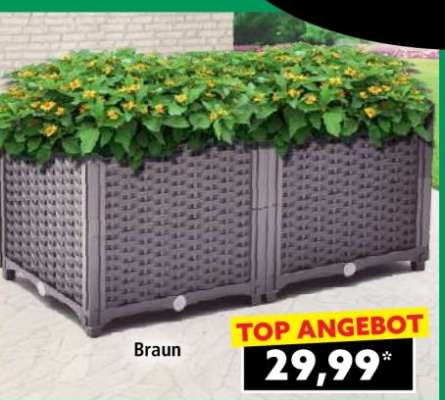 BRAUN