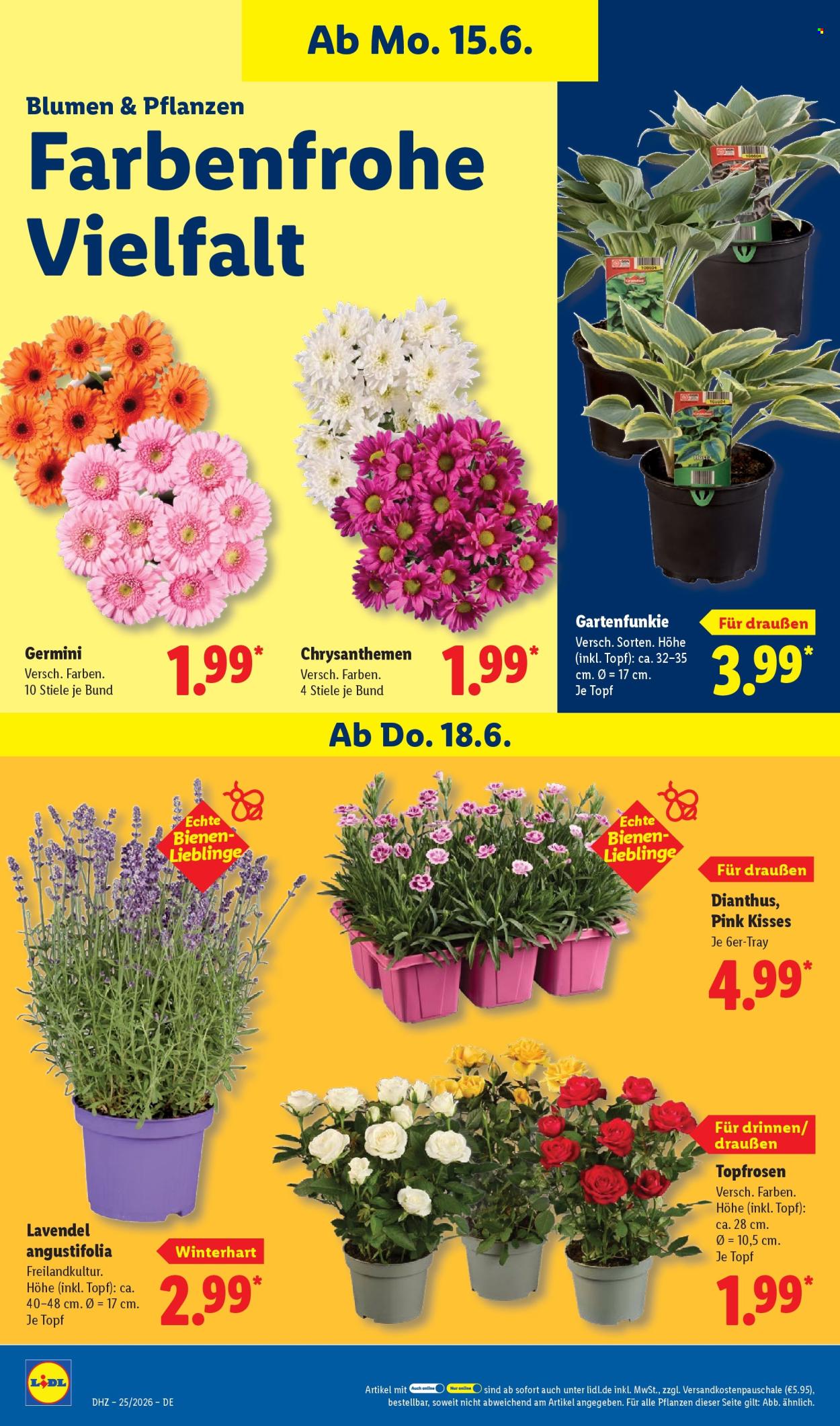Lidl Prospekte  - 15.6.2026 - 20.6.2026. Seite 74