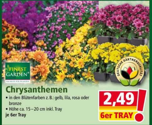 Chrysanthemen