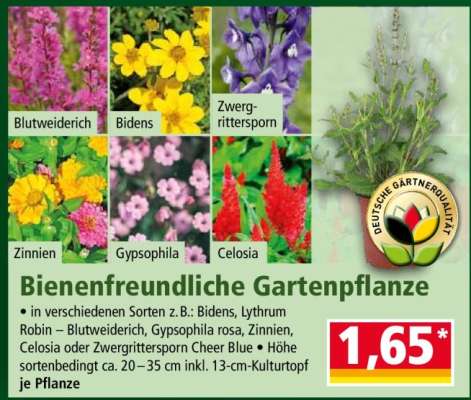 Bienenfreundliche Gartenpflanze