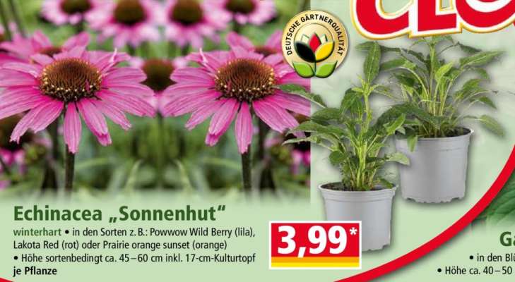 Echinacea „Sonnenhut“
