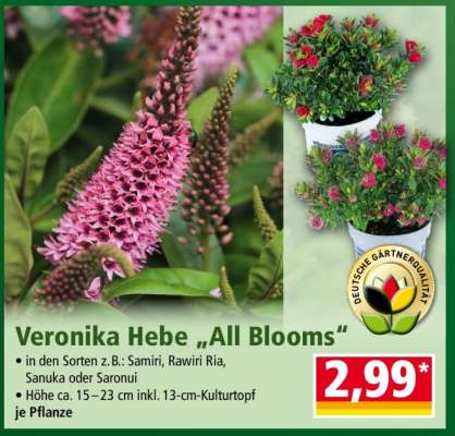 Veronika Hebe „All Blooms“