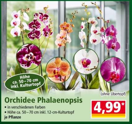Orchidee „Phalaenopsis“*