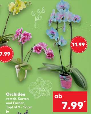 Orchidee