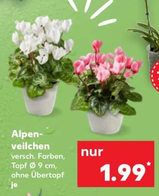 Alpenveilchen