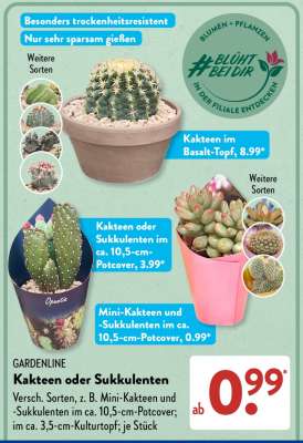 Kakteen oder Sukkulenten