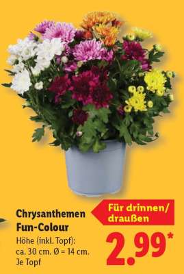 Chrysanthemen Fun-Colour