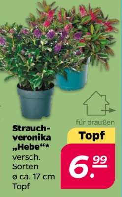 Strauchveronika 'Hebe'