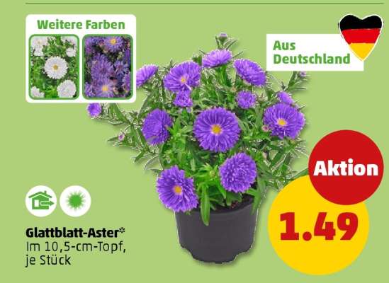 Glattblatt-Aster