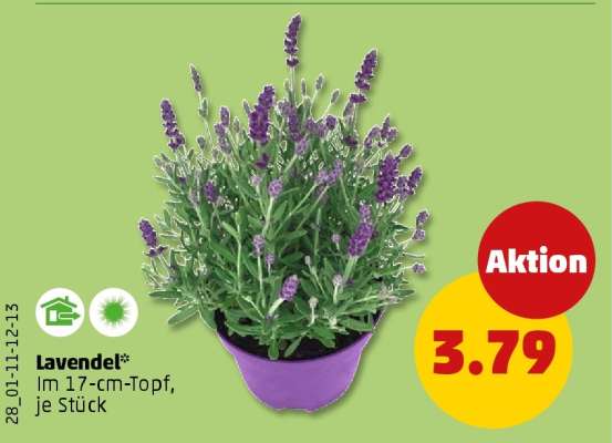 Lavendel