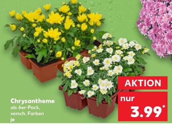 Chrysantheme