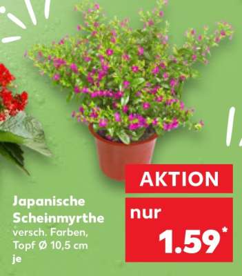 Japanische Scheinmyrthe