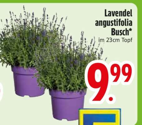 Lavendel 'angustifolia' Busch
