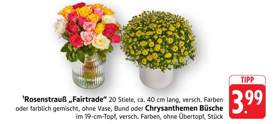 Rosenstrauß „Fairtrade“ oder Chrysanthemen Büsche