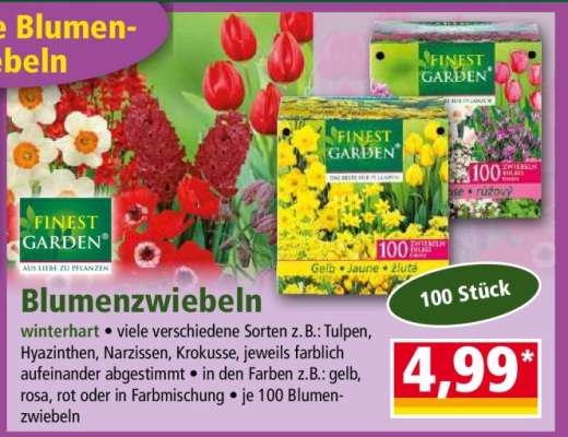 Blumenzwiebeln