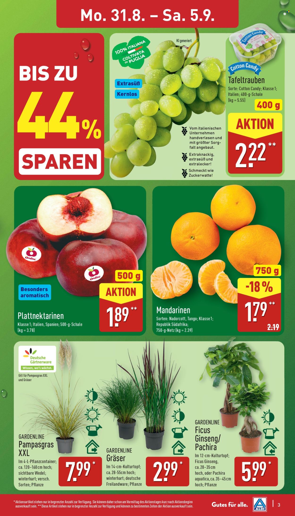 ALDI Nord Prospekte  - 31.8.2026 - 5.9.2026. Seite 3