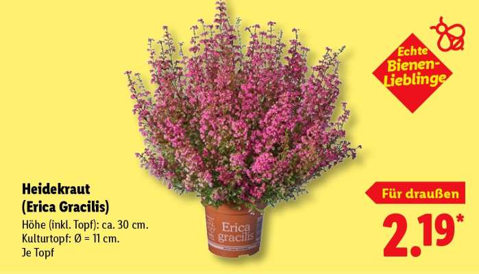 Heidekraut (Erica Gracilis)