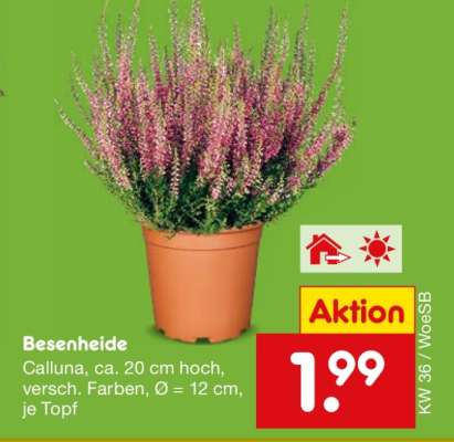 Besenheide