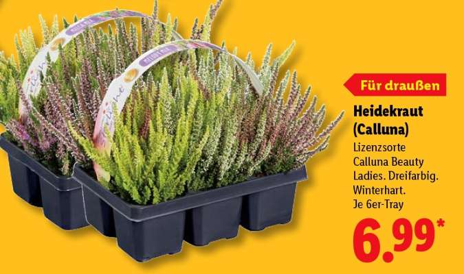 Heidekraut (Calluna)