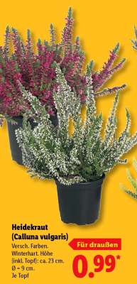 Heidekraut „Calluna vulgaris“