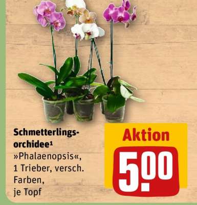 Schmetterlingsorchidee