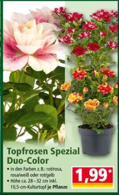 Topfrosen Spezial Duo-Color