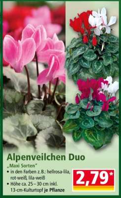 Alpenveilchen Duo
