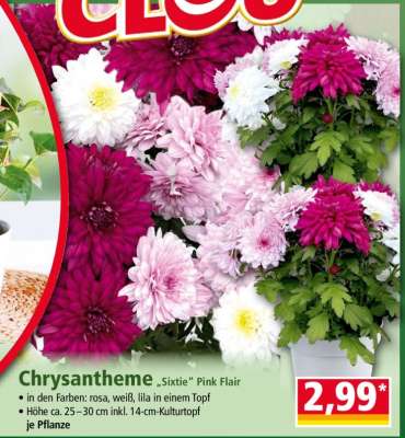 Chrysantheme „Sixtie“ Pink Flair