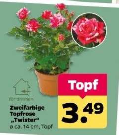 Zweifarbige Topfrose 'Twister'