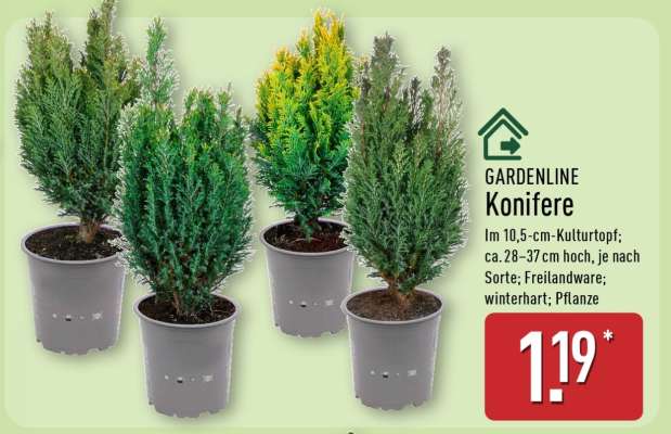 GARDENLINE Konifere
