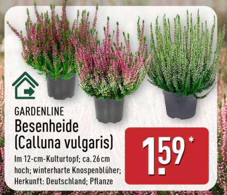 GARDENLINE Besenheide (Calluna vulgaris)