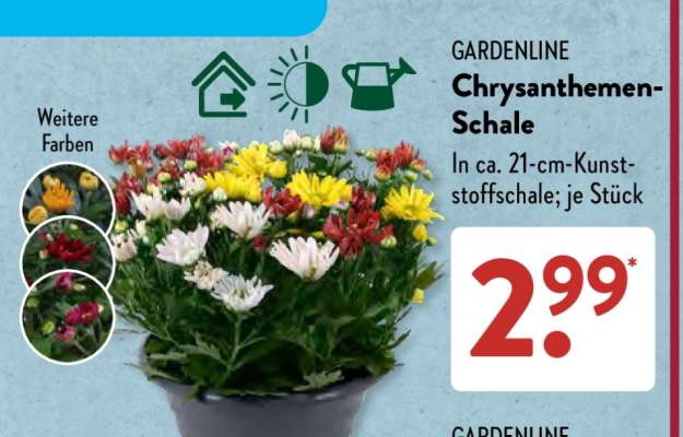 GARDENLINE Chrysanthemen-Schale