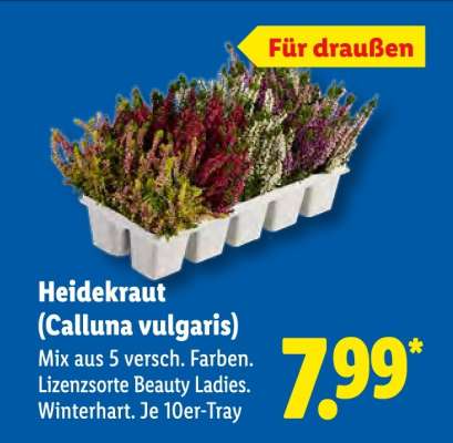 Heidekraut „Calluna vulgaris“
