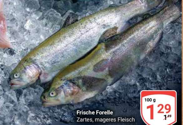 Frische Forelle