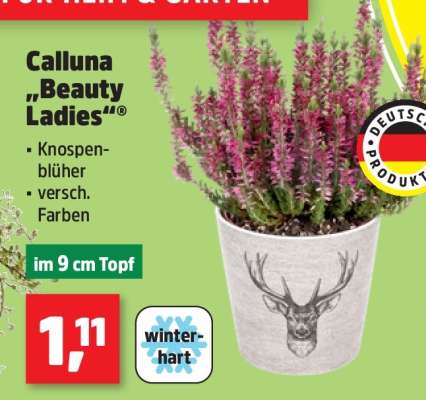 Calluna „Beauty Ladies“®