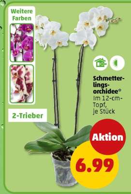 Schmetterlingsorchidee