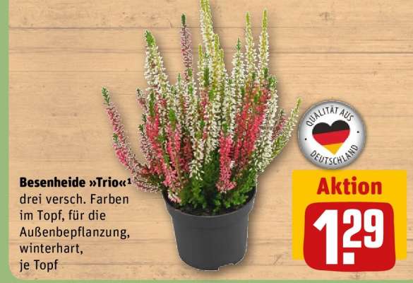 Besenheide »Trio«