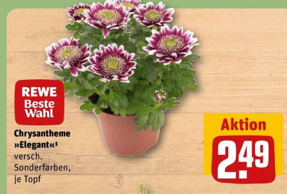 Chrysantheme »Elegant«
