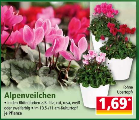 Alpenveilchen