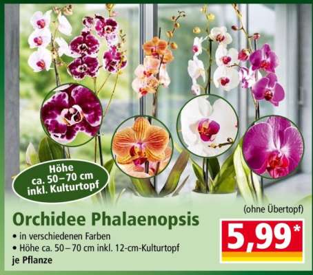 Orchidee „Phalaenopsis“*