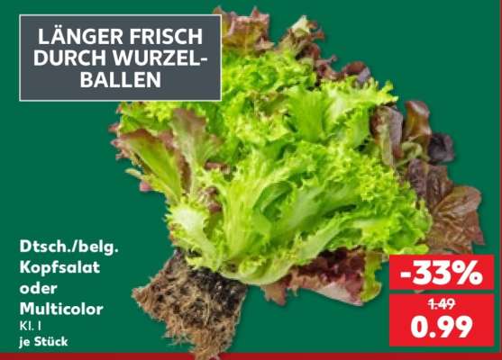 Dtsch./belg. Kopfsalat oder Multicolor